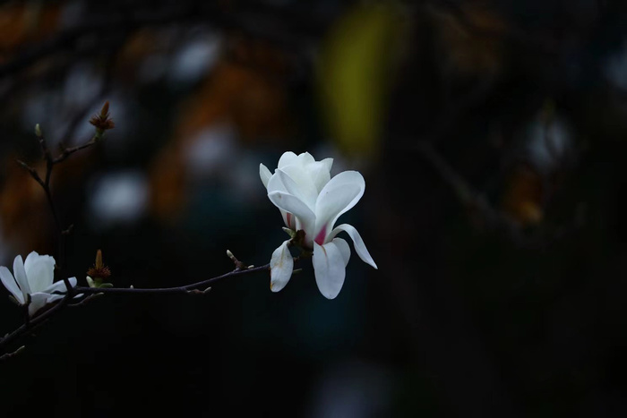 白色小花背景