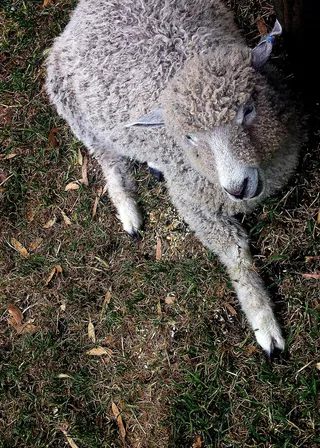 羊白羊牧场动物素材动物实拍