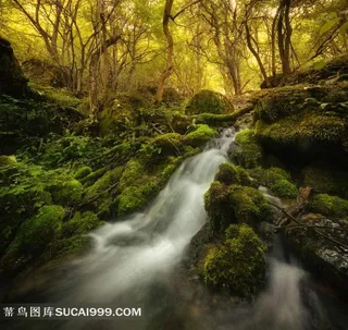森林里流淌的溪流风景图片