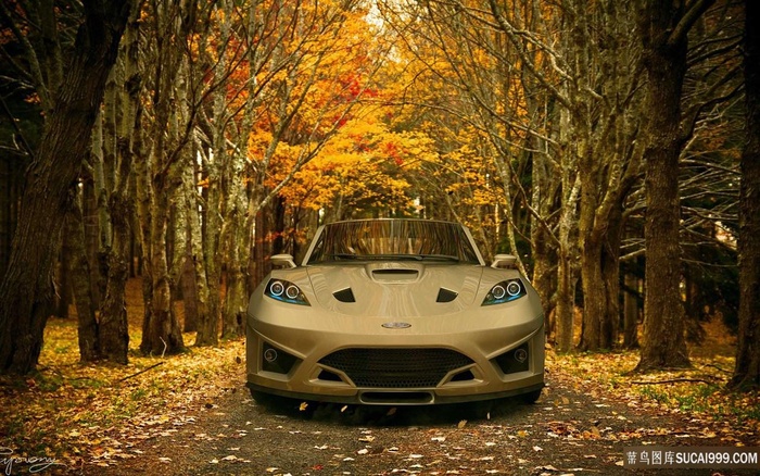 树木道路汽车美景车图片