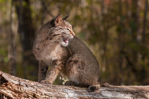 倾倒的树干上转头叫唤的豹猫高清图片