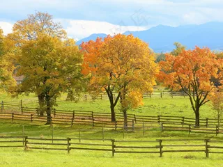秋天树木风景图片