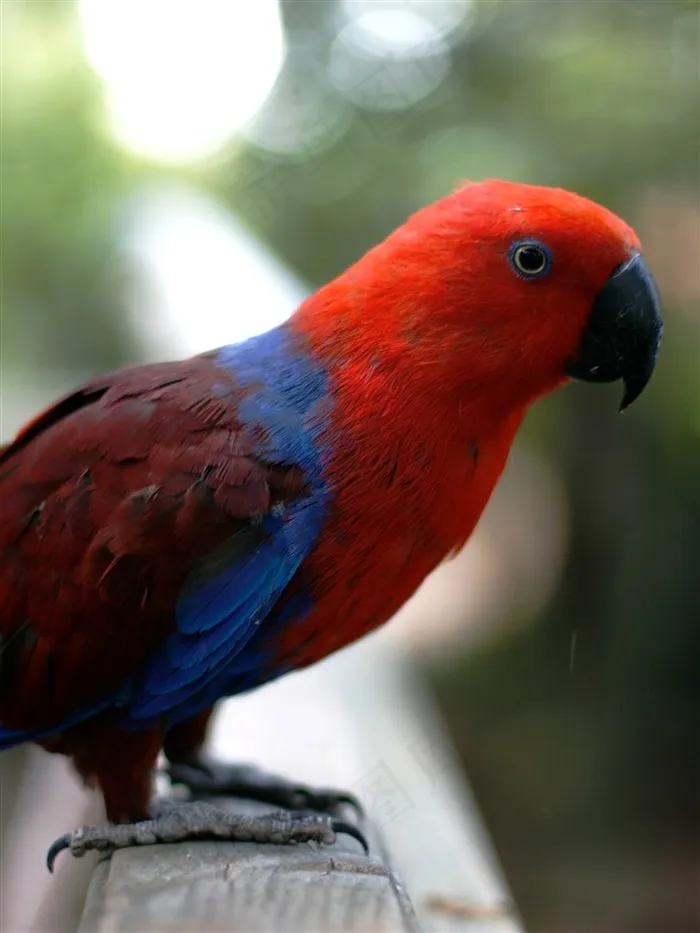 鹦鹉美丽图片素材