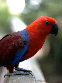 鹦鹉美丽图片素材 鹦鹉美丽图片素材