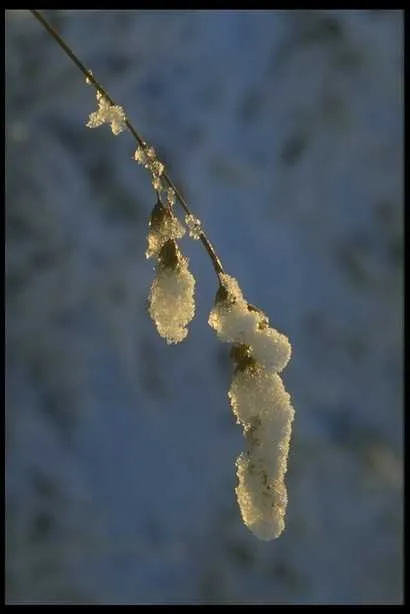 冰雪图片