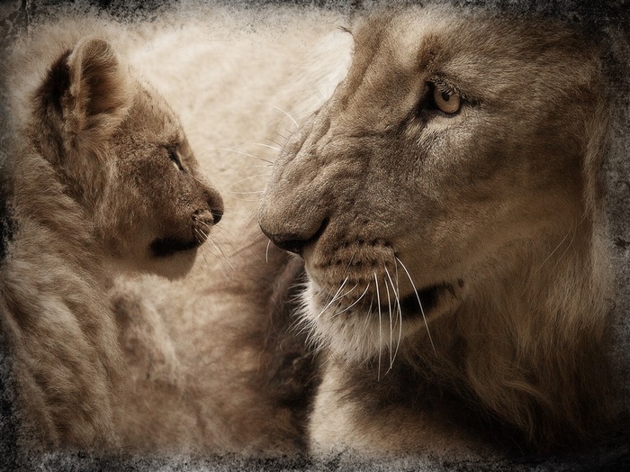 公狮子和小狮子