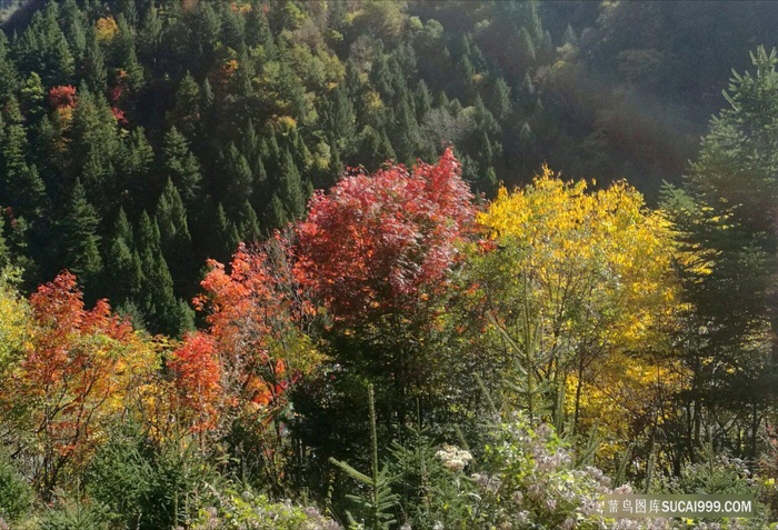 黑水的彩色树林