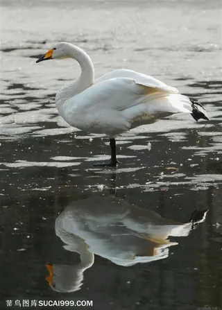 站在水边的天鹅