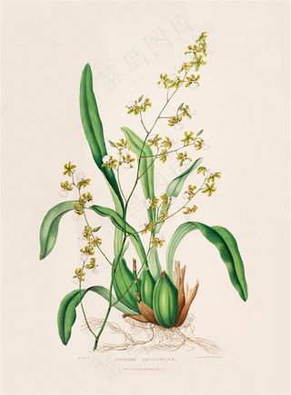 树枝与兰花手绘彩绘插画图片