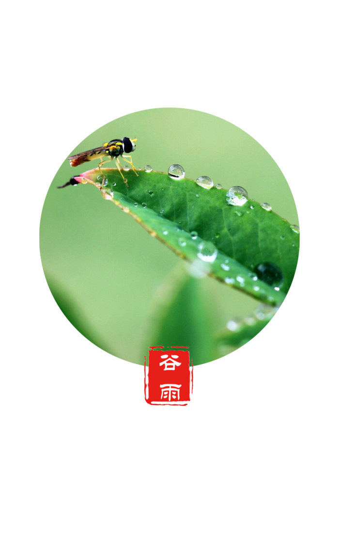 谷雨字体插画 