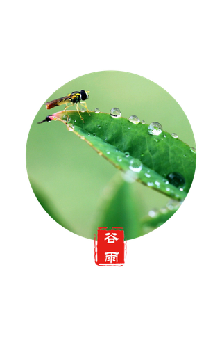 谷雨字体插画 