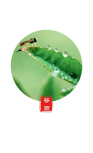 谷雨字体插画 