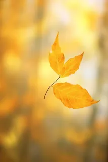 秋天落叶秋叶黄色背景