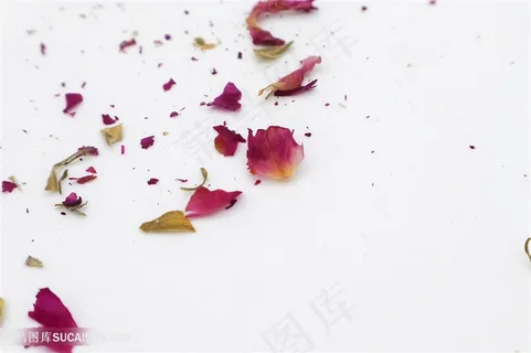 玫瑰花瓣静物图