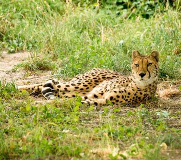 绿草丛里的猎豹图片