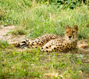 绿草丛里的猎豹图片