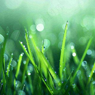 春天草地绿芽雨水露珠阳光，春分谷雨雨水白露摄影图