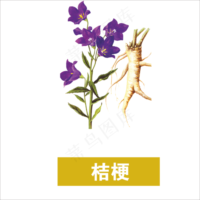 手绘草本中药桔梗