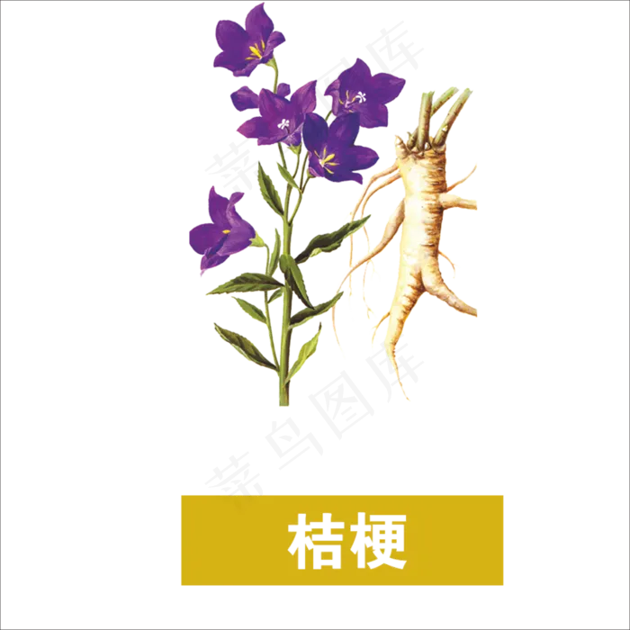 手绘草本中药桔梗