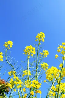 门源油菜花的图片 门源油菜花的图片