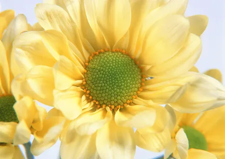 花朵黄向日 花朵黄向日