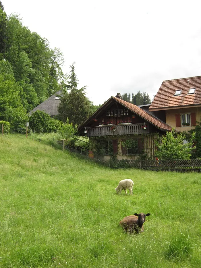 羊白羊牧场动物素材动物实拍