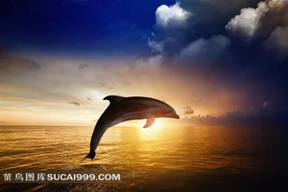 海边夕阳海豚剪影