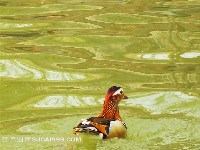 水面上的一只鸳鸯
