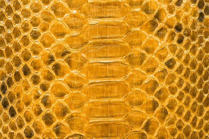 蛇皮皮质背景图