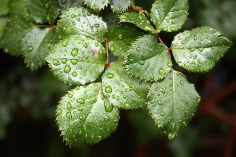 玫瑰花叶子图片 玫瑰花叶子图片