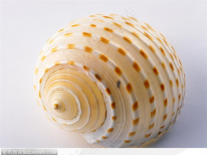 白色海螺图片