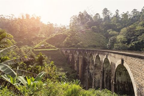 桥旁边茂密的树林