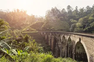 桥旁边茂密的树林