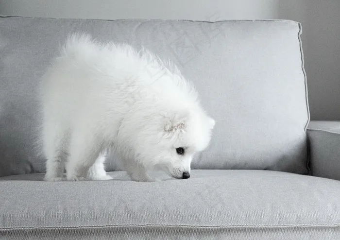 白色狗幼犬图片