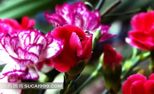 康乃馨壁纸素材