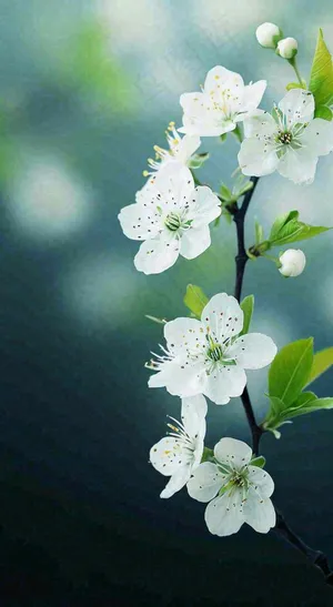 春天白色的樱花花朵和嫩芽开满枝头立春，春分摄影图