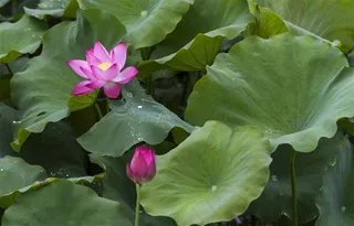 唯美粉色荷花图片