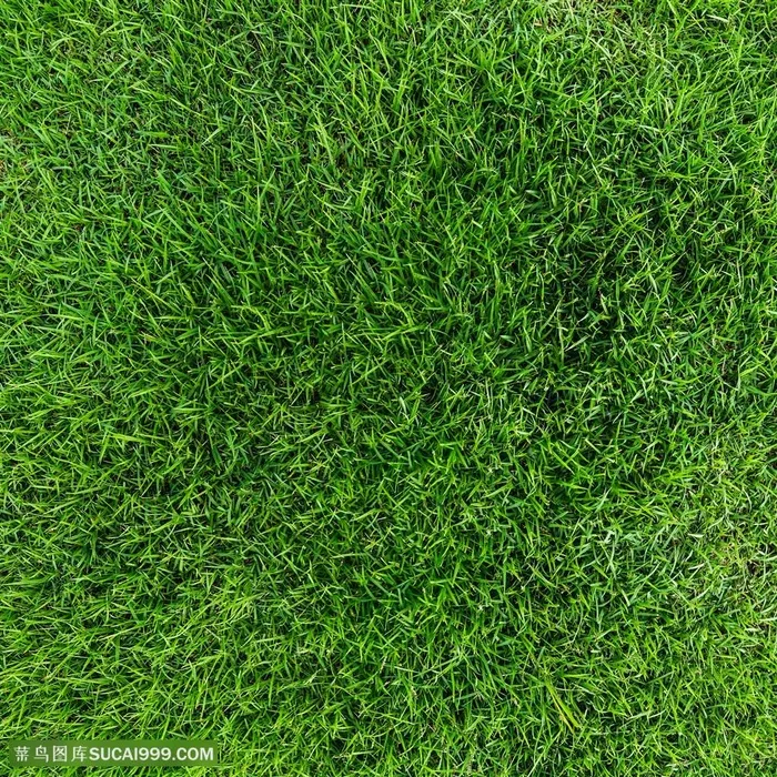 绿色草坪景色高清图片