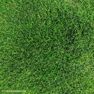 绿色草坪景色高清图片