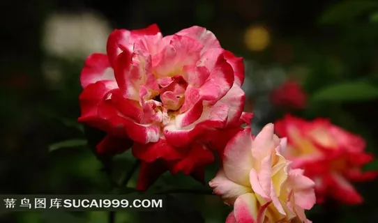 粉色玫瑰摄影素材 粉色玫瑰摄影素材