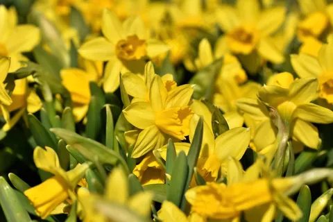 黄色水仙花摄影图片 黄色水仙花摄影图片