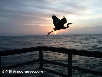 傍晚海面上飞翔的鸟