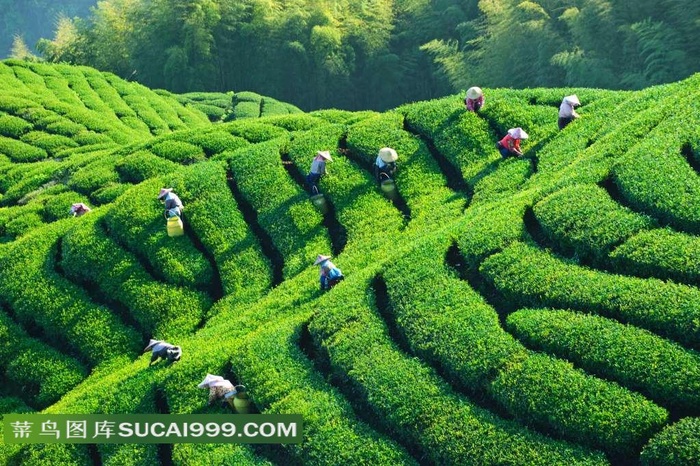 茶园中的忙碌的茶农田园风光