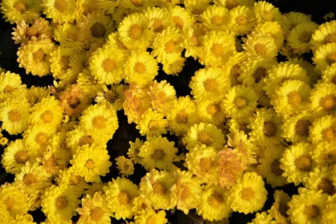 黄色小菊花素材图片 黄色小菊花素材图片