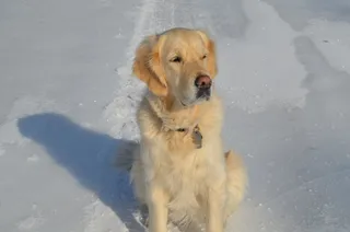 雪地上金毛寻回犬图片