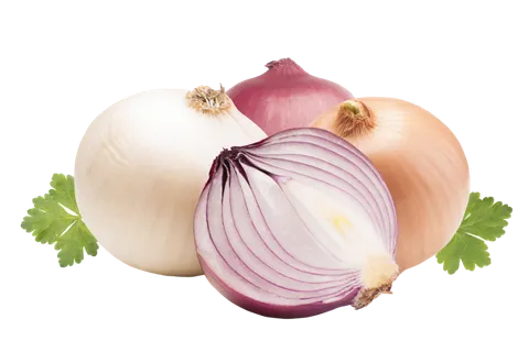 洋葱 (18)超市商品白底图免抠实物摄影png格式图片透明底