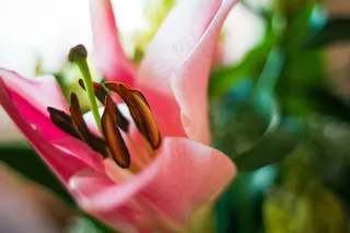 粉红百合花图片