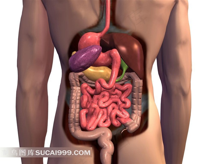 人体内部消化系统透视图