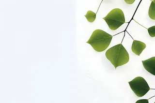 白底绿叶简约清新背景