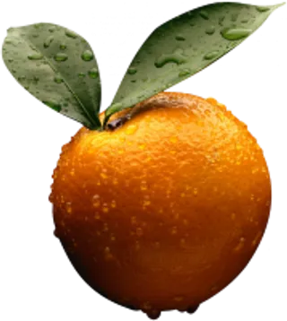 33_orange_PNG796